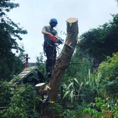 picture of luke cutting down a tree